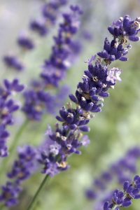 purple3